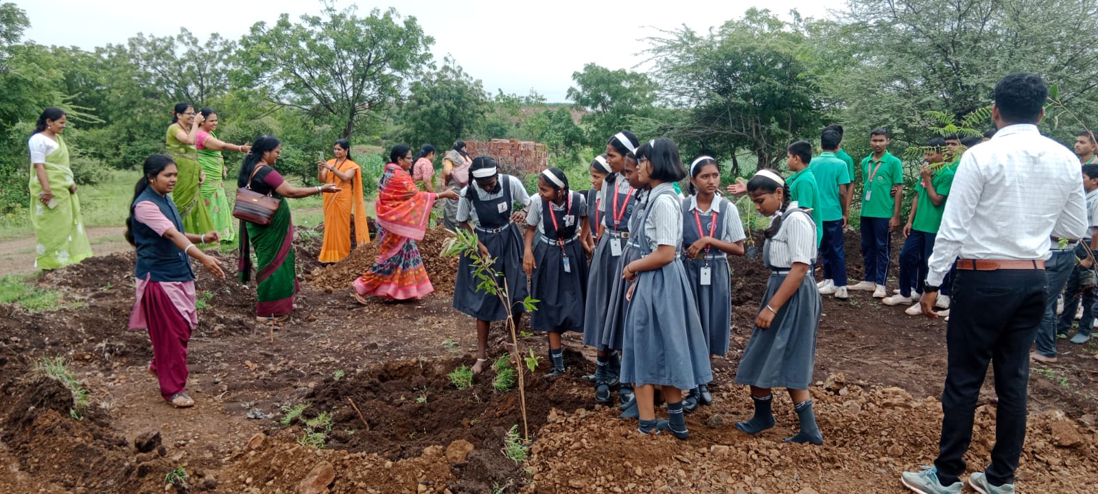 Tree Plantation